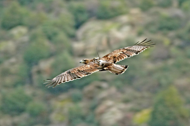 "Haza", ejemplar de águila de Bonelli liberado en la Comunidad de Madrid, con emisor visible, en vuelo. Foto: Sergio de la Fuente / AQUILA a-LIFE.