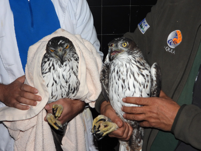 Las dos águilas de Bonelli decomisadas en Bulgaria, tras llegar al centro de recuperación de GREFA.