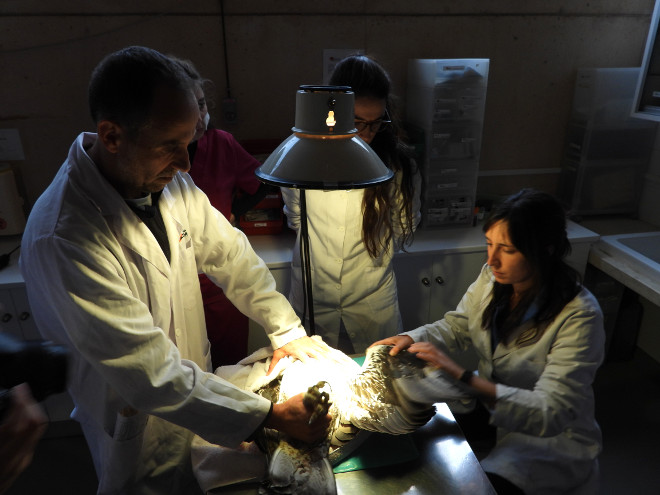 El equipo veterinario de GREFA examina a una de las águilas de Bonelli que han llegado desde Bulgaria.