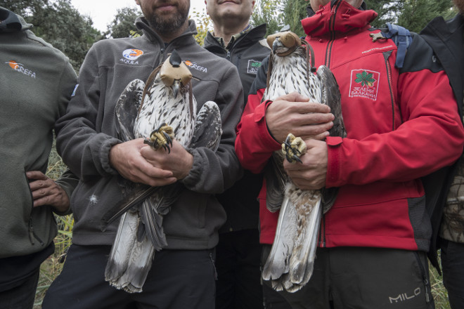 Primer plano de las dos águilas de Bonelli cedidas por Bulgaria, ya en el Hospital de Fauna Salvaje de GREFA (Majadahonda, Madrid).