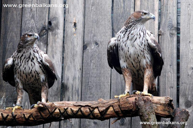 Las dos águilas de Bonelli en el centro de recuperación de fauna de Bulgaria en el que vivieron durante varios años.