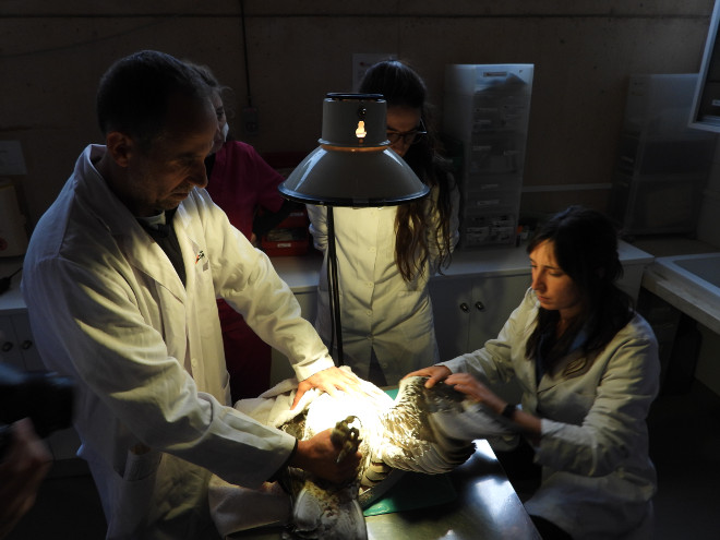 El equipo veterinario de GREFA examina a una de las águilas de Bonelli que han llegado desde Bulgaria.