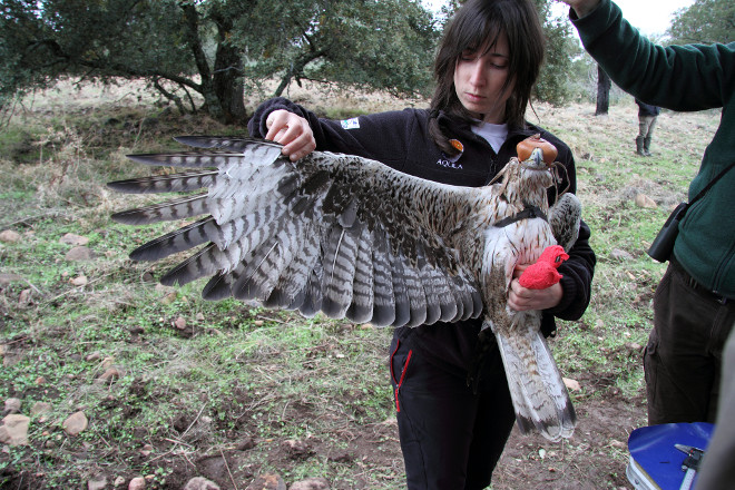 Una veterinaria de GREFA trabajando para el proyecto AQUILA a-LIFE examina un ala de una de las águilas de Bonelli marcadas con GPS.