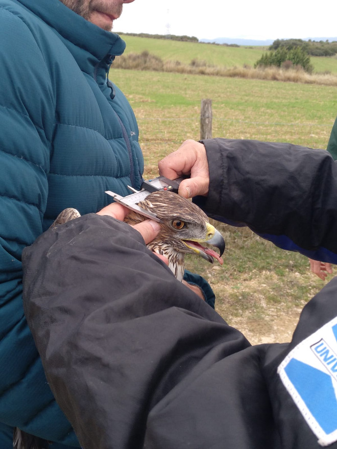 Toma de medidas a "Sielva" instantes antes de que se le colocase el nuevo emisor GPS.