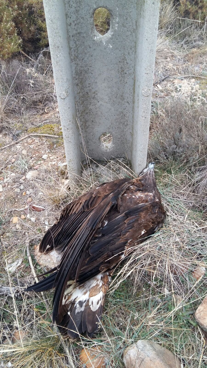 Águila real electrocutada en el tendido de Valdepiélagos, hallada el día de Navidad de 2017. Foto: Pedro Sánchez. 