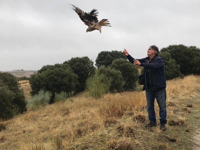 Momento de la liberación de uno de los cuatro milano reales en la Dehesa de Majadahonda (Madrid). 