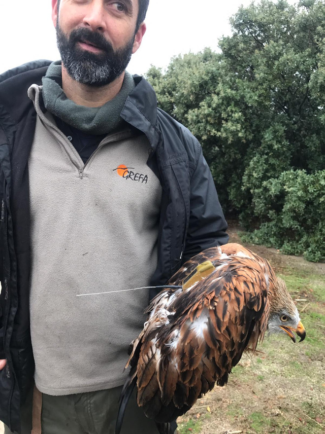 Uno de los milanos reales liberados, con el emisor GPS que lleva al dorso visible.