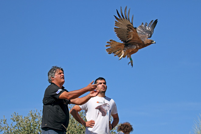 Momento de la liberación del águila de Bonelli "Tilda", el pasado 1 de octubre, en la zona oeste de la Comunidad de Madrid.