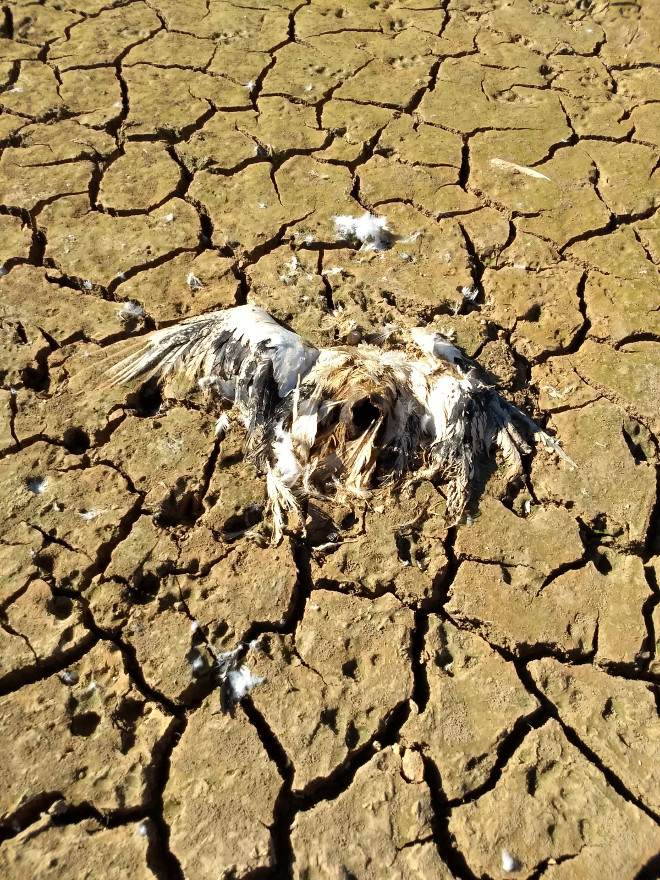 Restos de una de las 17 cigüeñas blancas encontradas en las proximidades del Centro de Tratamiento de Residuos de Zamora.