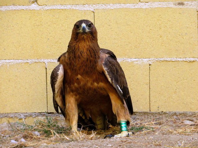 "Tilda" en el hospital de fauna de GREFA, con el código alfanumérico de su anilla visible en la pata izquierda.