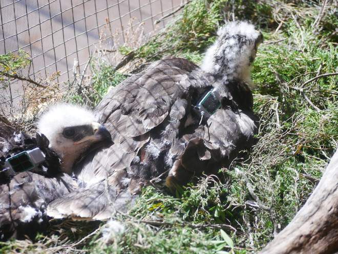 Dos de los pollos de águila de Bonelli trasladados a Cerdeña, dotados de emisores GPS, en el jaulón de aclimatación antes de su liberación definitiva.