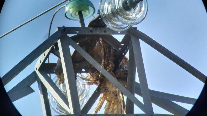 Búho real electrocutado en el apoyo de un tendido eléctrico peligroso para las aves.