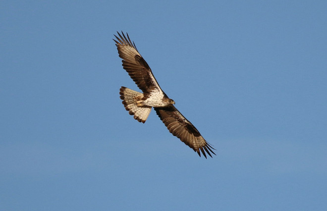 Ejemplar adulto de águila de Bonelli en vuelo. Foto: Juan Jaramillo.