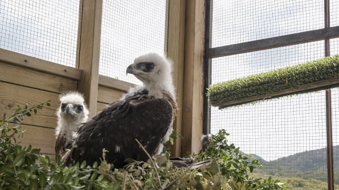 Dos de los pollos de águila de Bonelli liberados este año en Navarra, durante su permanencia previa en el jaulón de aclimatación instalado en la zona de liberación. Foto: Francisco Márquez / AQUILA a-LIFE.