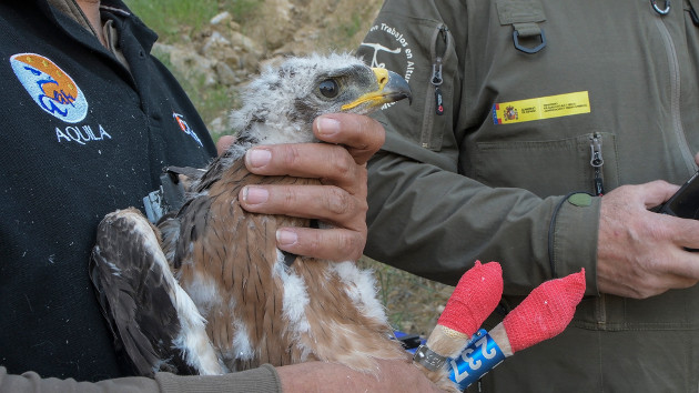 Un equipo de AQUILA a-LIFE, con un pollo de águila de Bonelli al que se le ha colocado un emisor GPS. Foto: Francisco Márquez.