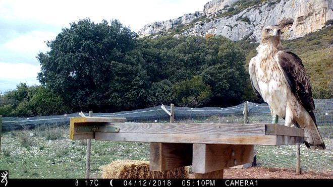 Imagen de fototrampeo del águila de Bonelli "Júpiter", realizada en abril de 2018 en Lumbier (Navarra).