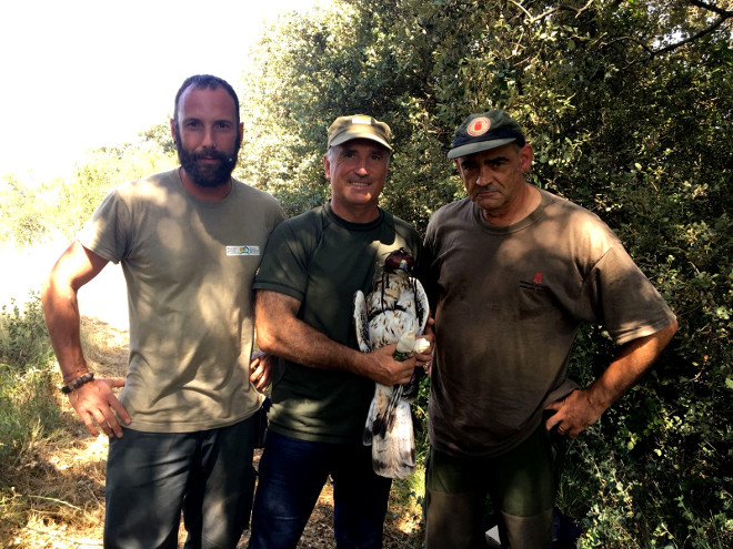 El equipo encargado de la captura de "Júpiter" para colocarle un nuevo emisor posa con este ejemplar de águila de Bonelli. 