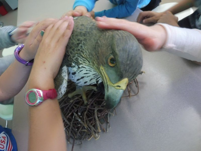 Actividad en el aula sobre el proyecto AQUILA a-LIFE, con una réplica de águila de Bonelli como material de trabajo.