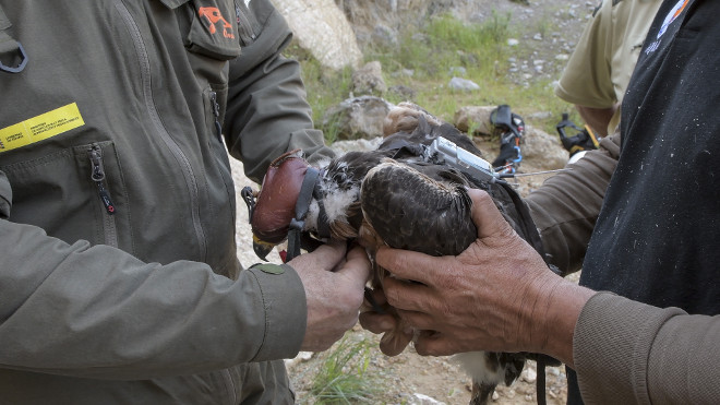 Pollo de águila de Bonelli con un emisor al dorso que le acaban de poner. El seguimiento GPS de los ejemplares liberados por AQUILA a-LIFE aporta información desconocida sobre la especie. Foto: Francisco Márquez.