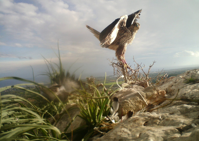 Imagen de fototrampeo del macho de águila de Bonelli "Estero".