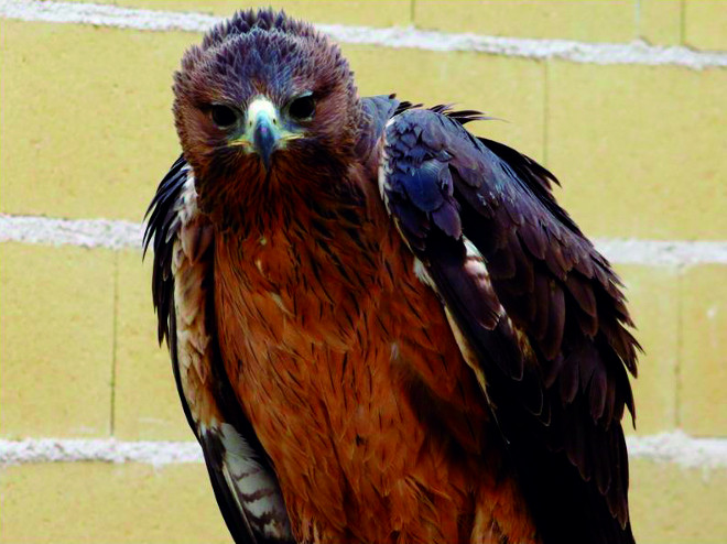 “Iber” durante su rehabilitación en el hospital de fauna de GREFA (Majadahonda, Madrid).