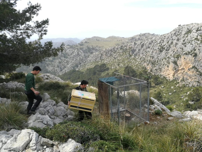 Tomeu Morro (Ibanat) y Javi Reina (FPN) trasladan a Ivo a una jaula provisional en el territorio mallorquín regentado por una hembra supuestamente viuda.