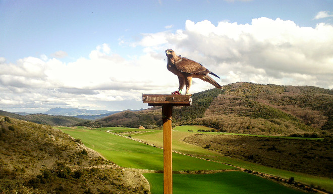 Imagen de fototrampeo del águila de Bonelli "Izki" en un cebadero, del pasado 8 de abril, tras su reciente liberación en Kanpezu (Montaña Alavesa).