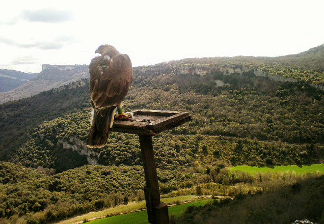 Otra imagen de fototrampeo de "Izki", del pasado 7 de abril, en la zona alavesa donde ha sido liberado.