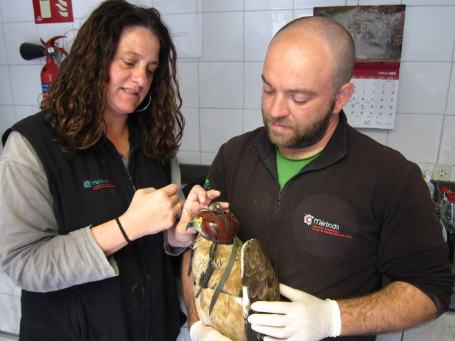 El águila de Bonelli "Izki" es atendida por personal del Centro de Recuperación de Fauna de Martioda (Álava) donde ha sido rehabilitada para devolverla a la naturaleza. Foto: CRFS de Martioda.