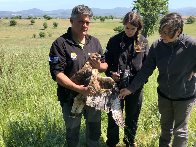 Miembros de AQUILA a-LIFE y GREFA muestran el cadáver del águila de Bonelli "Saccaia", tras morir electrocutada en la zona de Ottana (Cerdeña).