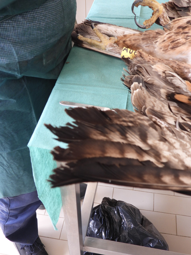 Momento el que se realiza la necropsia a "Saccaia" en un centro de recuperación de fauna de Bonassai (Cerdeña).