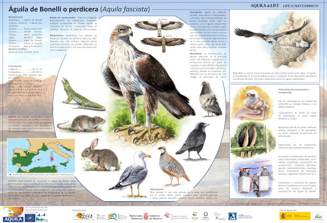 AQUILA a LIFE Póster águila de Bonelli GREFA