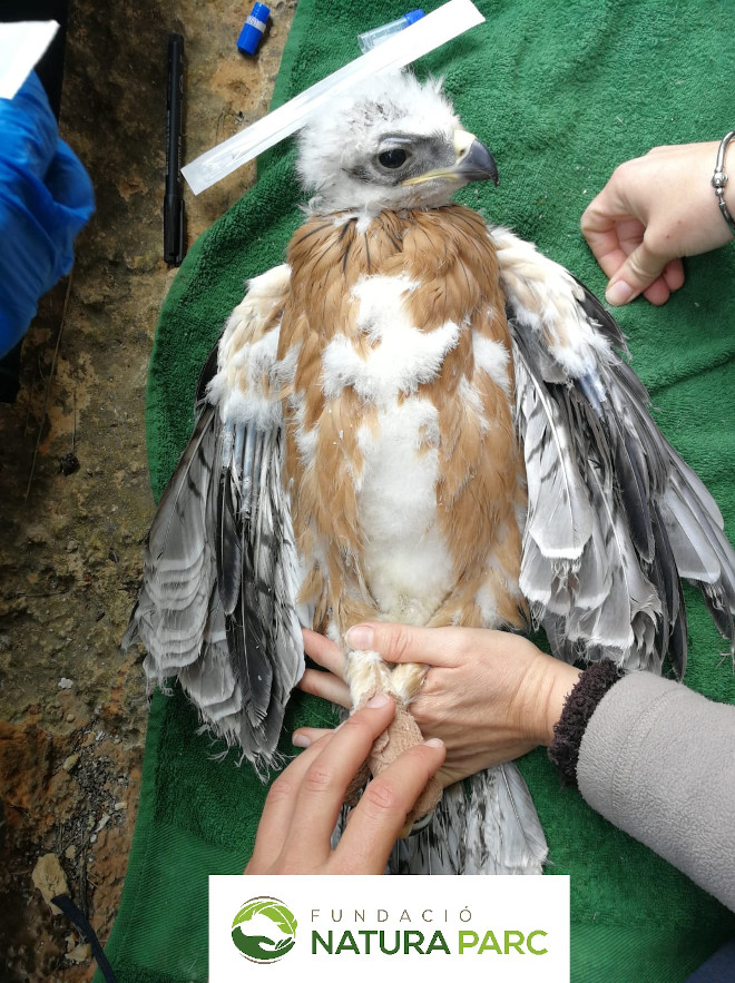 Primer plano de uno de los pollos de águila de Bonelli nacidos en 2019 en Mallorca, durante su marcaje.