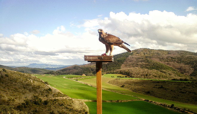 Águila de Bonelli liberada en Álava por AQUILA a-LIFE.