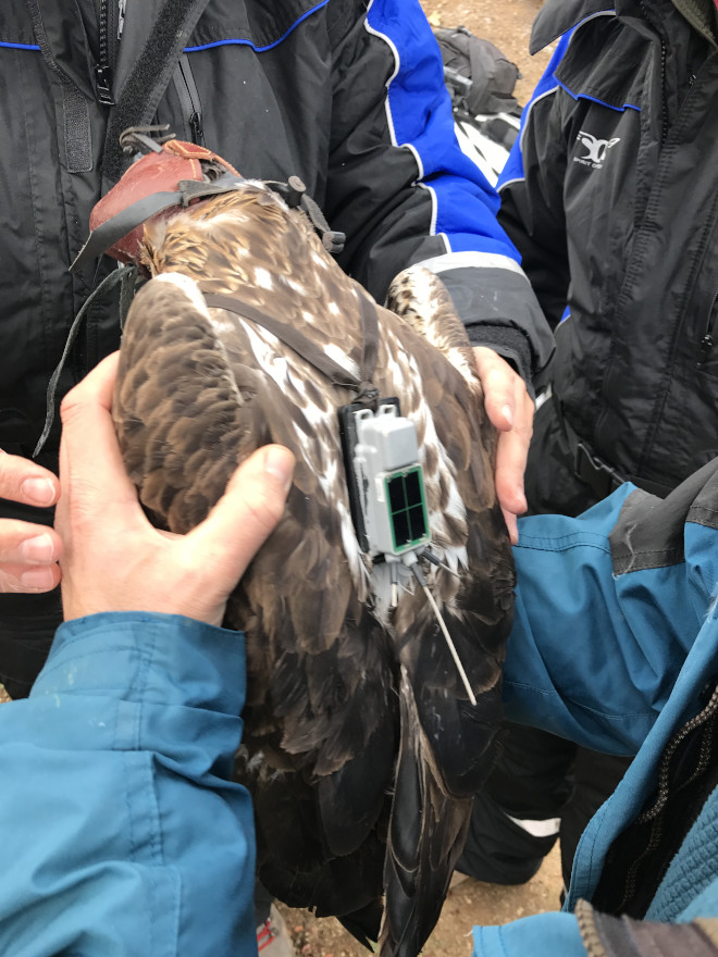 "Picadas" con el emisor GPS ya colocado a su espalda.