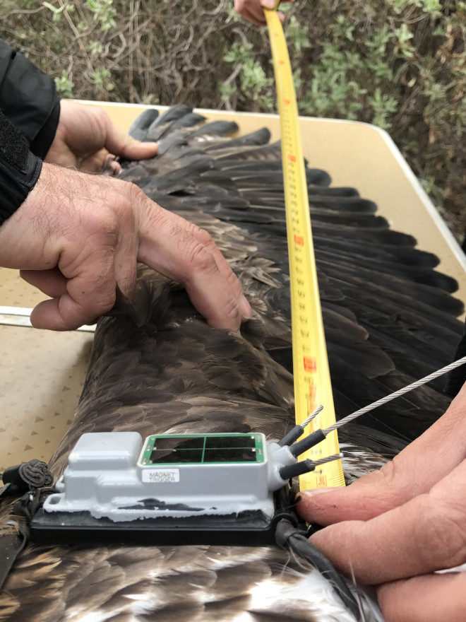 Toma de medidas de un ala de "Picadas", tras su marcaje con GPS.