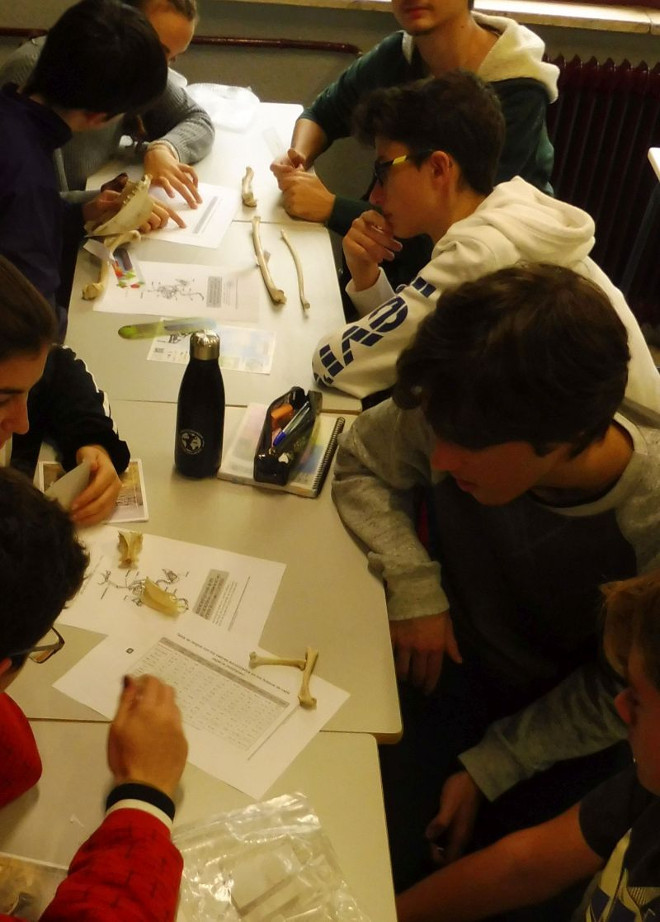 Alumnos del IES "Gómez Moreno", en una práctica con huesos de aves.