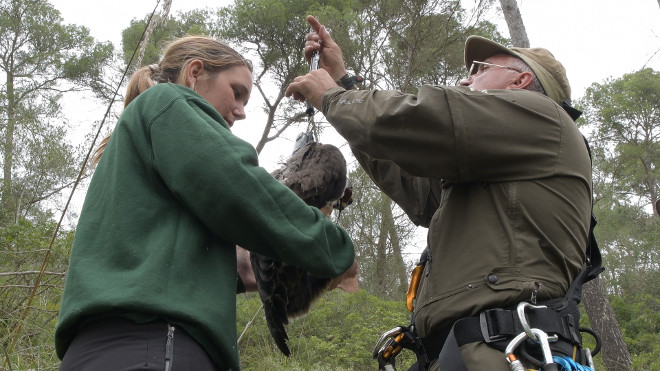 Momento en el que es pesado un pollo de águila de Bonelli nacido en árbol en Mallorca, durante el operativo para su marcaje con GPS. Foto: Francisco Márquez.