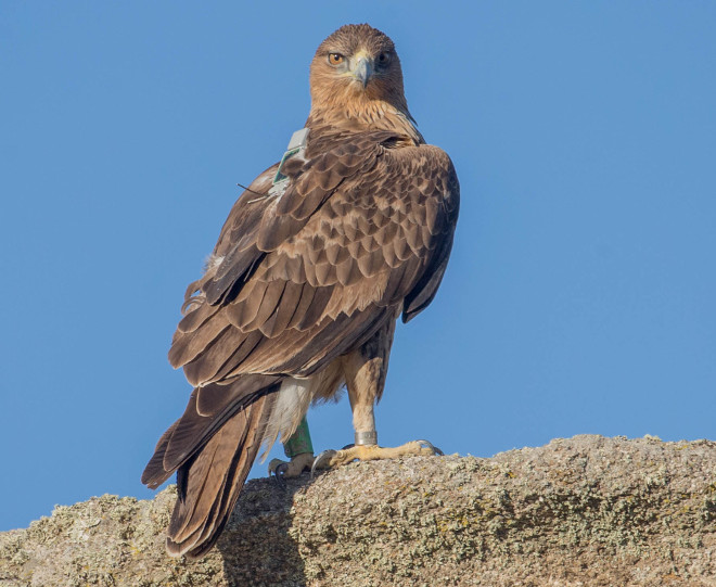 Águila de Bonelli inmadura objeto de seguimiento telemétrico por el proyecto AQUILA a-LIFE.