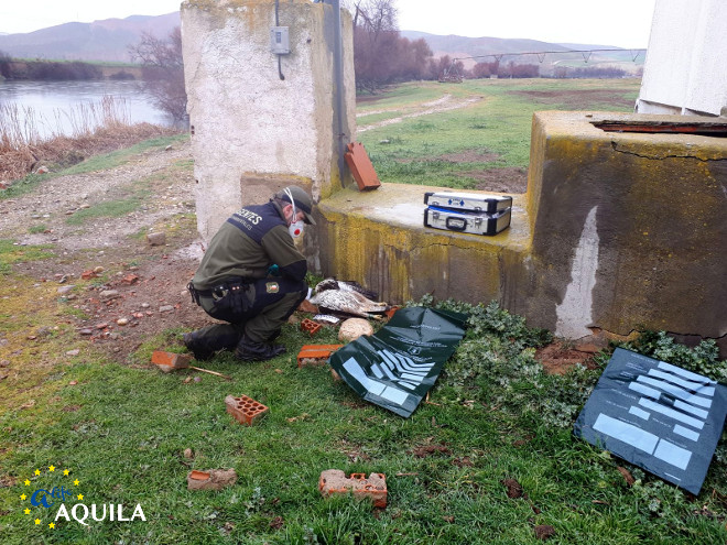 Un Agente Medioambiental de Castilla-La Mancha levanta el cadáver del águila de Bonelli "Turón" junto al apoyo en el que cayó electrocutada.