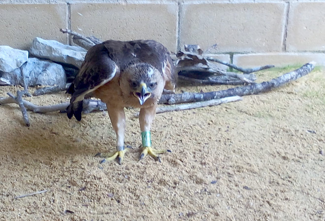 El águila de Bonelli "Izki" se recupera en el Centro de Recuperación de Fauna de Mártioda, cercano a Vitoria.