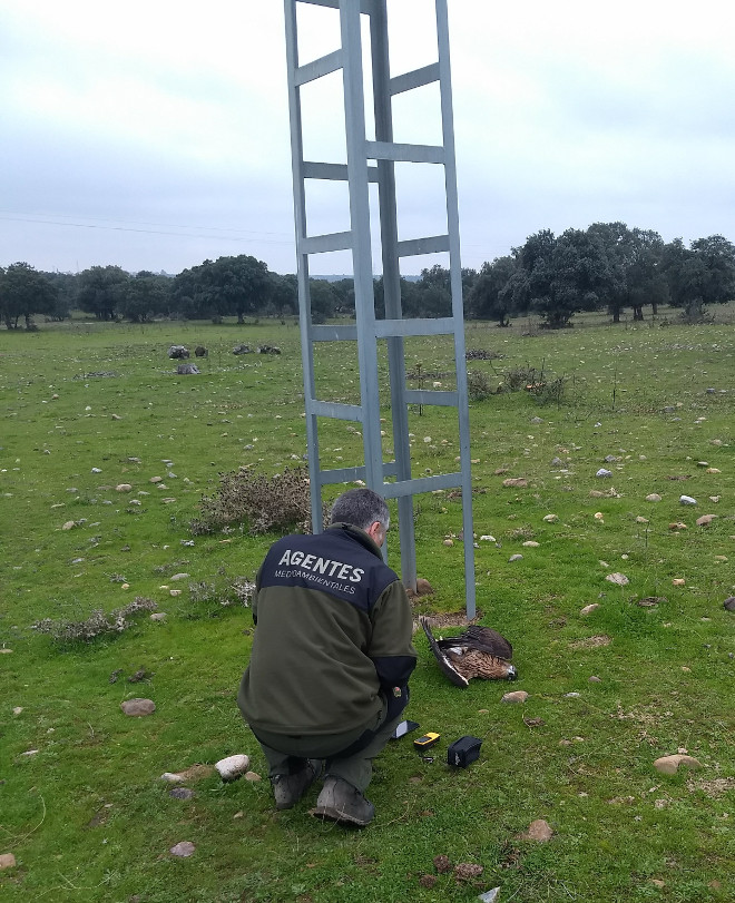 Un Agente Medioambiental de Castilla-La Mancha, junto al cadáver de "Machota", en el lugar en el que fue hallada esta águila de Bonelli.