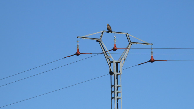 Un ratonero común aparece posado en un apoyo corregido por Iberdrola en un territorio de nueva formación de águila de Bonelli en la Sierra Oeste de Madrid.