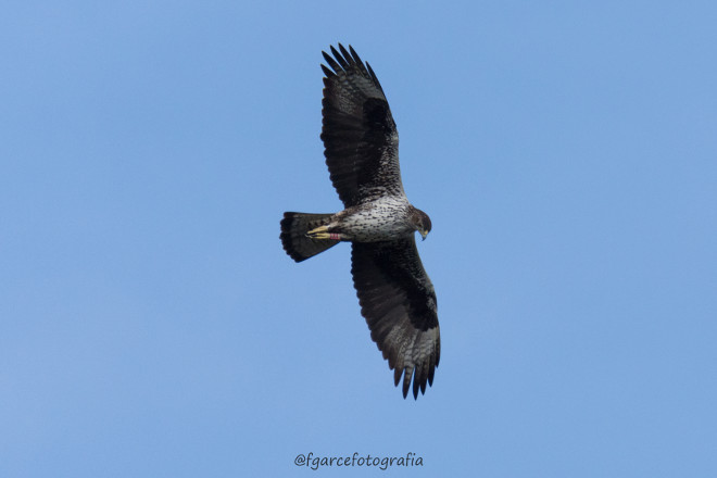 Preciosa y reciente fotografía del águila de Bonelli "Vent", reintroducida en Mallorca en 2011, en la que se aprecian las anillas que porta. Foto: Fátima Garrido.