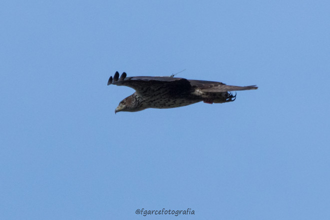 En esta fotografía se aprecia tanto las anillas como el emisor GPS que porta "Vent". Foto: Fátima Garrido.