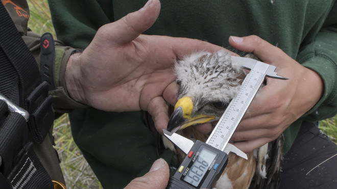Toma de medidas de la cabeza de uno de los pollos de águila de Bonelli nacidos en Mallorca en 2018, instantes antes de colocarle un emisor GPS. Foto: Francisco Márquez / AQUILA a-LIFE.