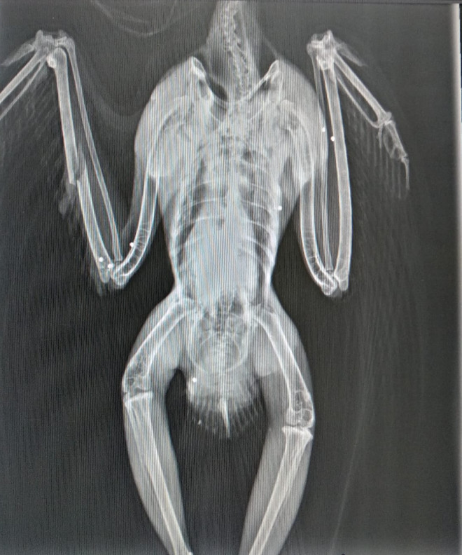Radiografía del águila de Bonelli "Izki", en la que se aprecian numerosos perdigones en el cuerpo del ave.