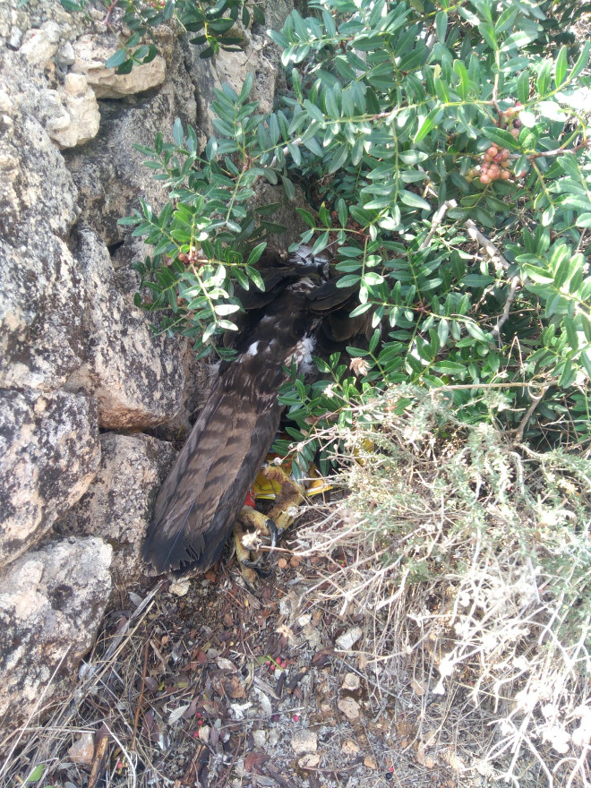 Parte posterior del cádaver del águila de Bonelli "Fuenfría", encontrado el pasado otoño en Llucmajor (Mallorca).