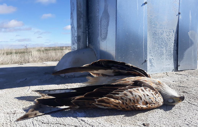  Milano real recién electrocutado junto al apoyo eléctrico que fue su verdugo en la comarca de La Moraña (Ávila).