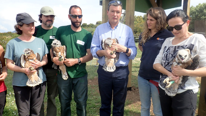 Cuatro de las cinco águilas de Bonelli liberadas en 2018 en Cáseda (Navarra), momentos antes de su suelta. Entre ellas se encontraba "Imperioso".